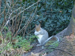 Sciurus carolinensis