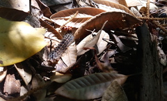 Hemileuca eglanterina