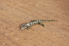 Bradypodion ventrale