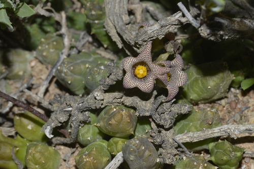 Piaranthus punctatus (Masson) R.Br. ex Schult. 2