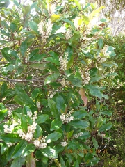 Quintinia