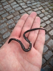 Synbranchus marmoratus