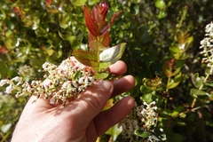 Gaultheria oppositifolia