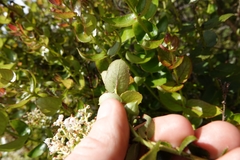 Gaultheria oppositifolia