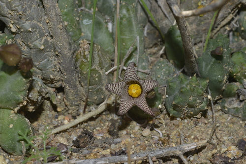 Piaranthus punctatus (Masson) R.Br. ex Schult.