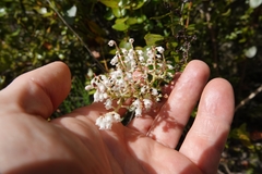 Gaultheria oppositifolia