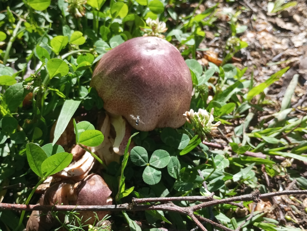 Agaricus globocystidiatus