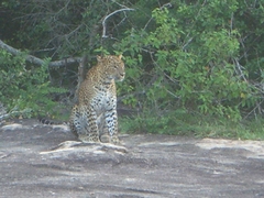 Panthera pardus kotiya