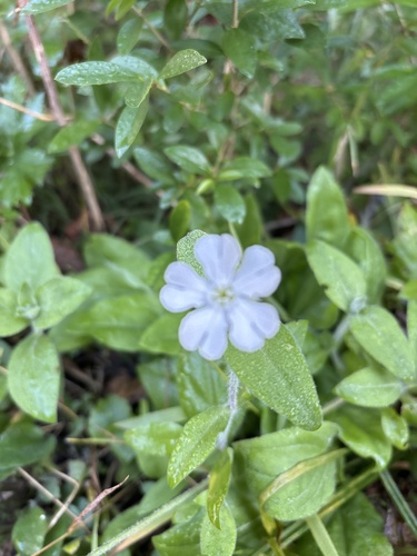 white campion