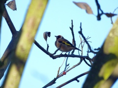 Carduelis carduelis
