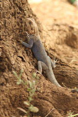 Agama agama
