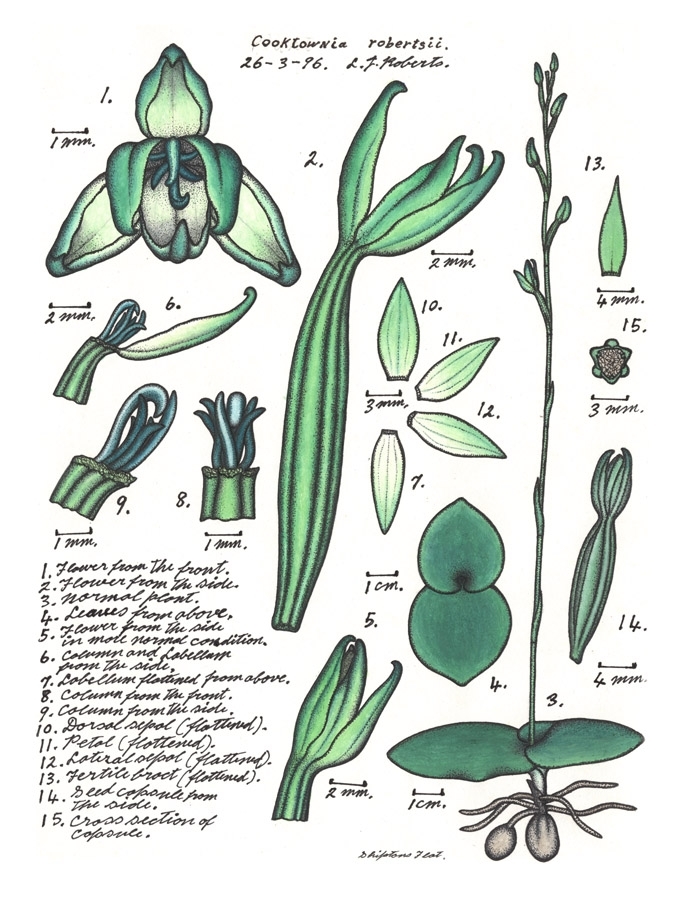 Cooktownia