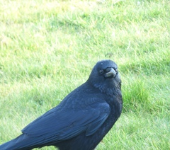 Corvus corone