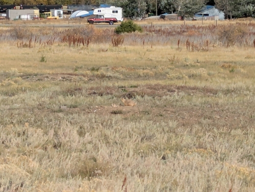 iNaturalist observation 2025-10-11