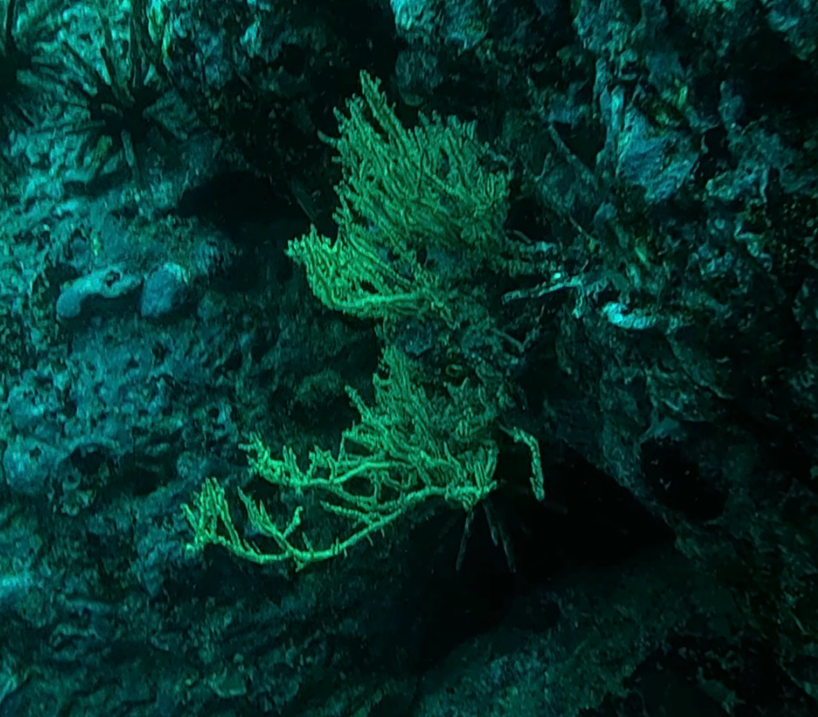Antipathes galapagensis Deichmann, 1941