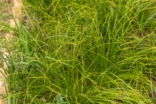 Carex mira iNat (1)