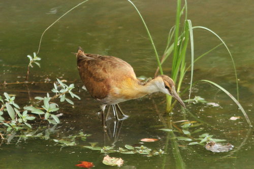 African Jacana