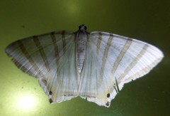 Opisthoxia metargyria