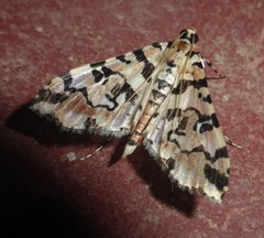 Conchylodes bryophilalis