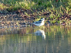 Motacilla alba