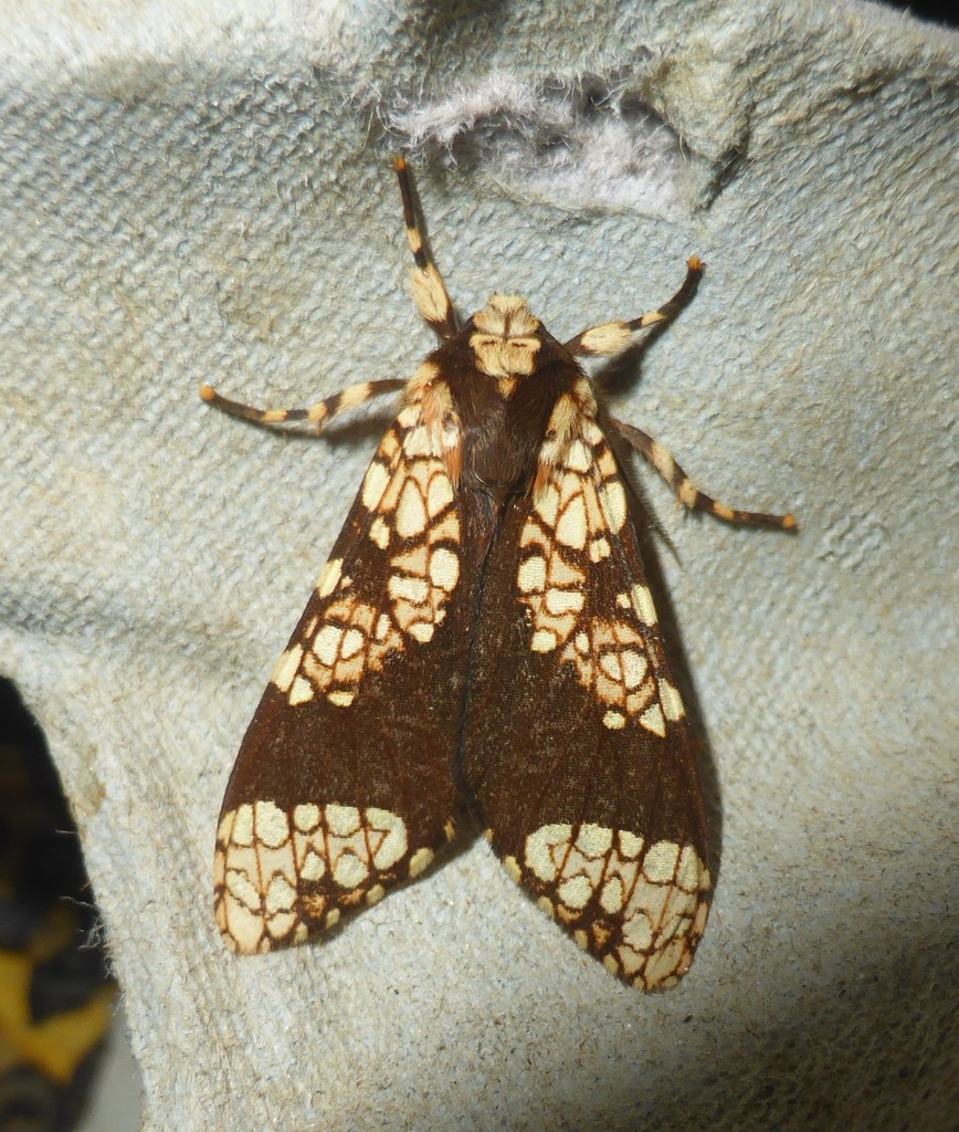 Aemilia rubriplaga