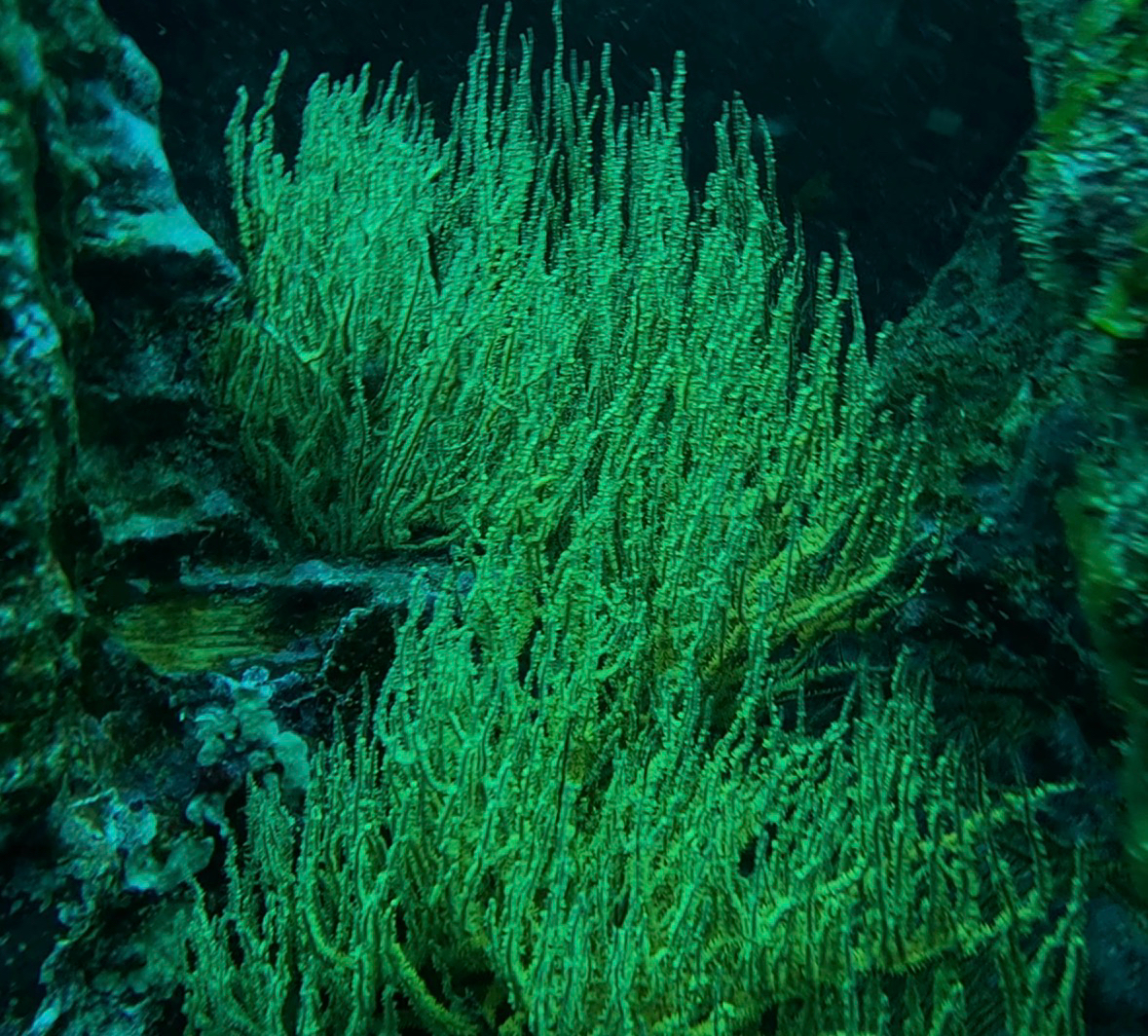 Antipathes galapagensis Deichmann, 1941