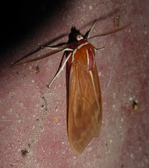 Amastus supersimilis