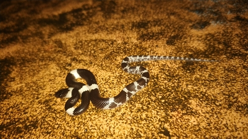 Laotian Wolf Snake, Lycodon laoensis