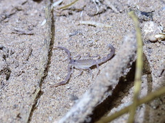 Androctonus bourdoni