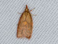 Enchocrates glaucopis