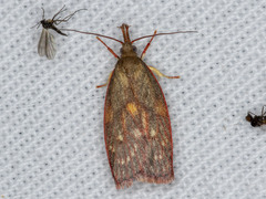 Enchocrates glaucopis