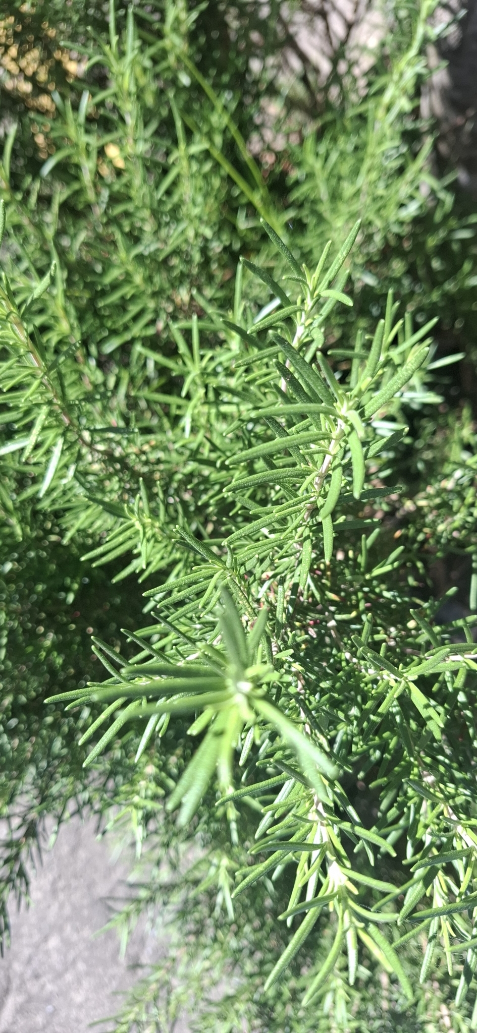 Salvia rosmarinus