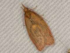 Enchocrates glaucopis