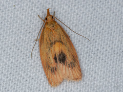 Enchocrates glaucopis