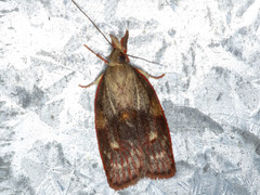 Enchocrates glaucopis