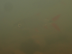 Alestidae