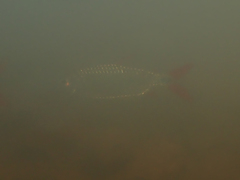 Alestidae