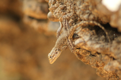 Agama agama