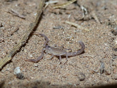 Androctonus bourdoni