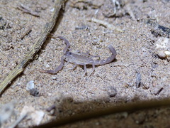 Androctonus bourdoni