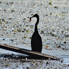 Anhinga anhinga leucogaster