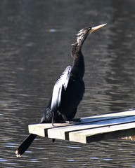 Anhinga anhinga leucogaster