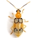 Escarabajos de Las Calabazas - Photo (c) Mike Quinn, Austin, TX, algunos derechos reservados (CC BY-NC)