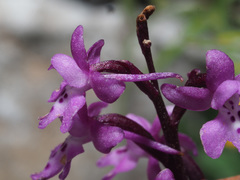 Orchis × sezikiana