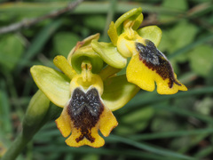 Ophrys lutea phryganae
