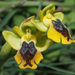 Small Yellow Bee-Orchid - Photo (c) Felix Riegel, some rights reserved (CC BY-NC), uploaded by Felix Riegel