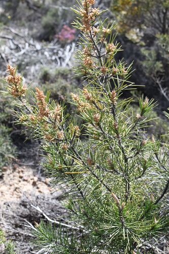 Allocasuarina pinaster (Allocasuarina pinaster)