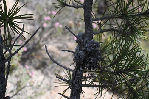 Allocasuarina pinaster (Allocasuarina pinaster)