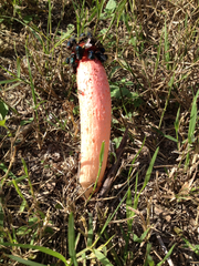 Lysurus periphragmoides