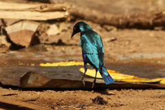 Lamprotornis chalcurus